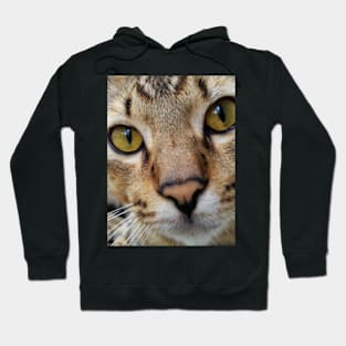 Lovely Cat Hoodie